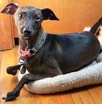 Italian Greyhound